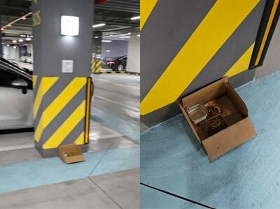 韓国・マンション地下駐車場で野良猫を餌付け…住民の反発と不安「車は傷つかないか」