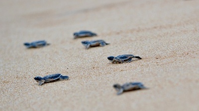 ウミガメの赤ちゃん、いざ海へ スリランカ