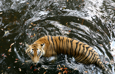 漢方薬の需要拡大で原料のトラ、絶滅の危機に