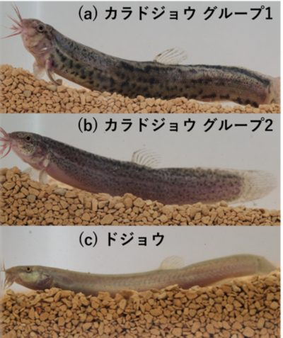 【東京農業大学（共同研究）】国外外来種カラドジョウの「系統」をDNAで見分ける　～カラドジョウの2つのミトコンドリア系統を簡便に判別する方法を開発～