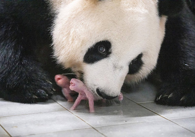 双子のパンダ誕生 韓国初
