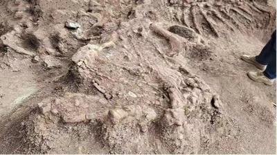 中国雲南省 恐竜化石を緊急発掘