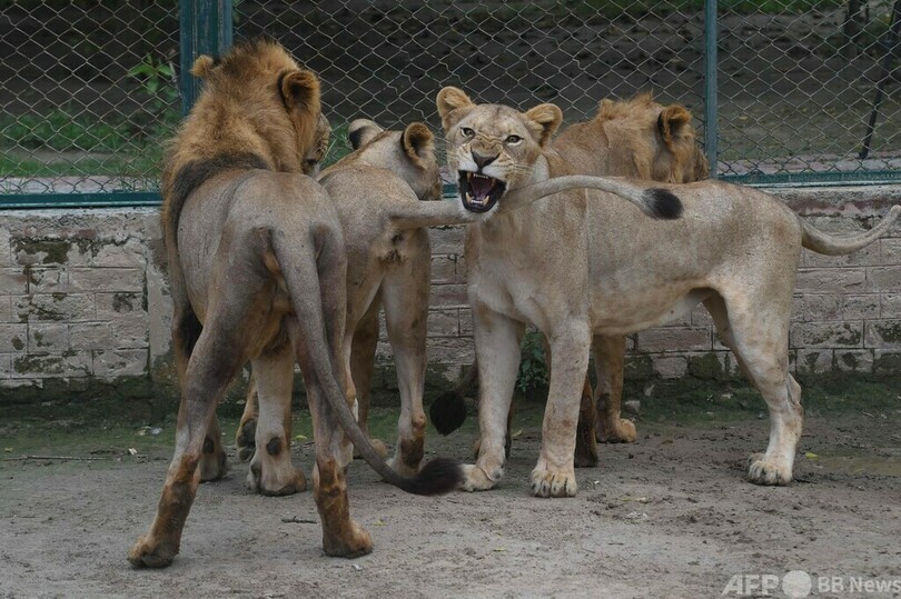 ライオン増えすぎ…競売で個人に売却へ パキスタン動物園