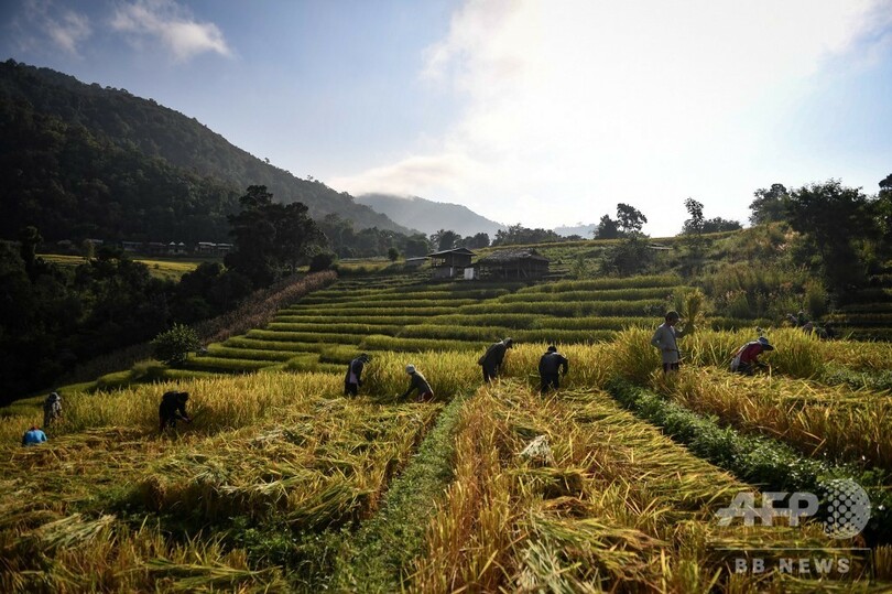 農薬と借金まみれの農業にさよなら エコな農法でよみがえったタイの村 写真17枚 国際ニュース Afpbb News
