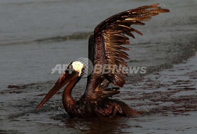油まみれの鳥たち、メキシコ湾原油流出事故