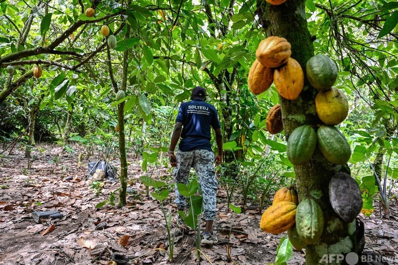 カカオ農園の児童労働に立ち向かう コートジボワール