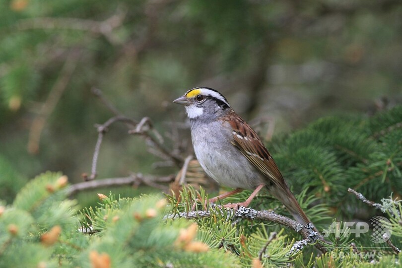 野鳥の鳴き声に変化 動物界の 口コミ現象 か カナダ 写真2枚 国際ニュース Afpbb News
