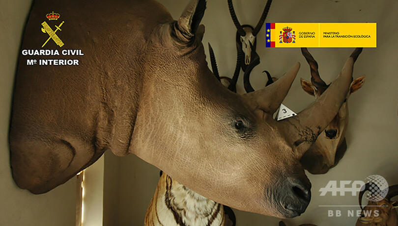 絶滅危惧種の動物剥製200点超を押収 スペイン、違法制作を摘発