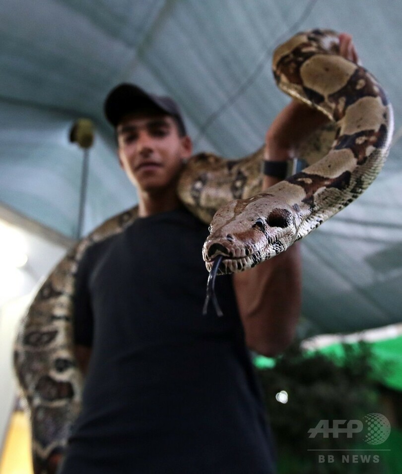 ペット？のニシキヘビをリードでお散歩 パレスチナ