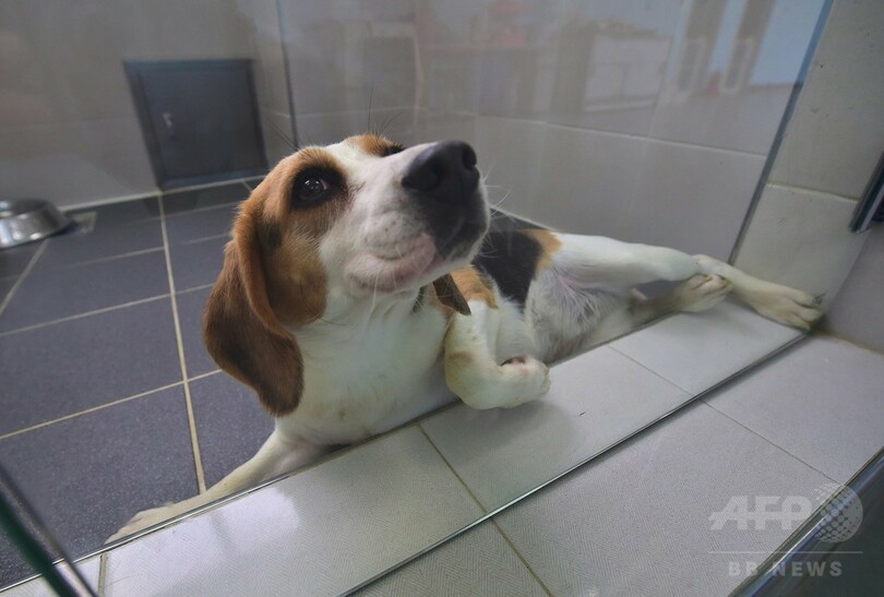 永遠に愛犬と共に？韓国のクローン研究所