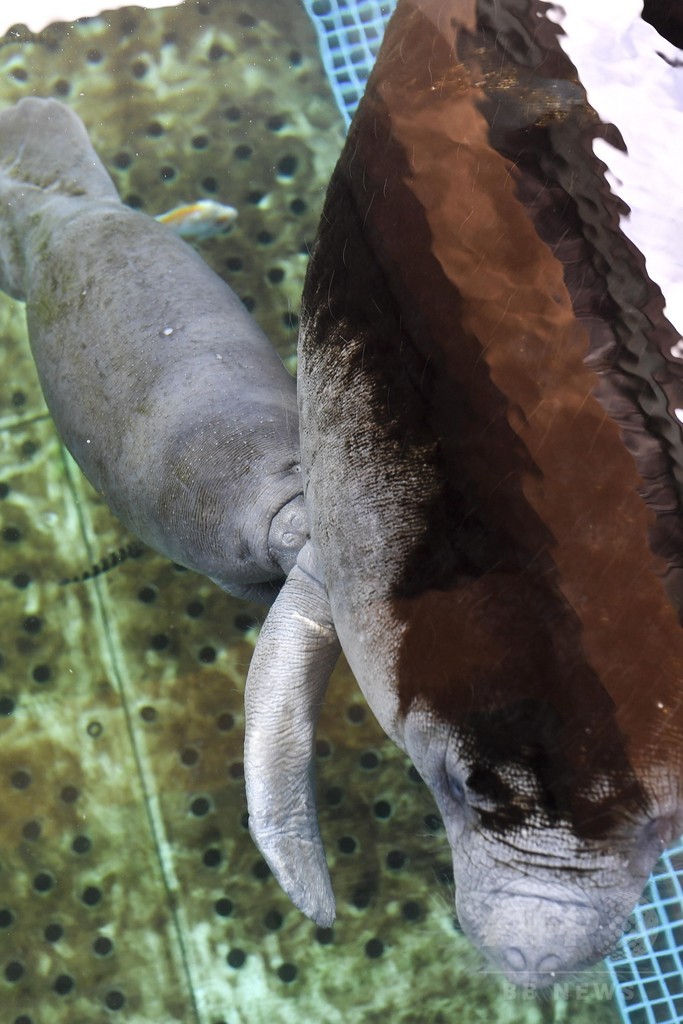お母さんにぴったり マナティーの赤ちゃん 珠海で誕生