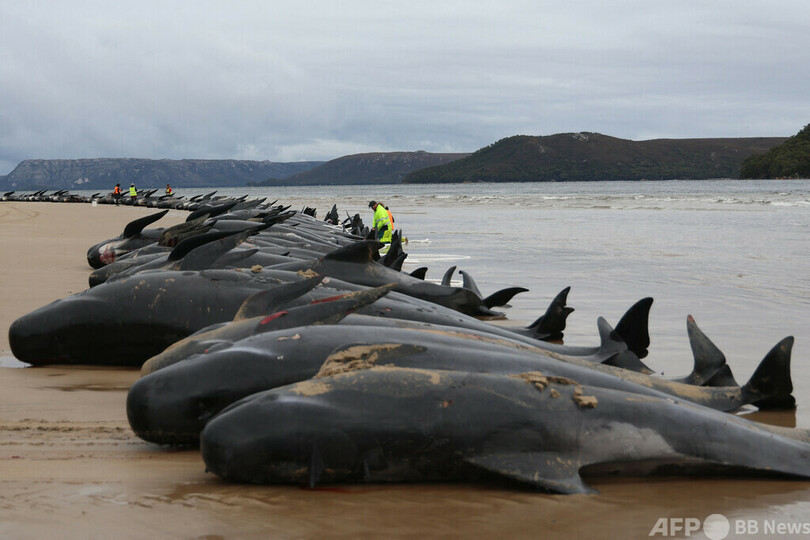 生き残ったクジラの救助続く 約200頭死んだ豪州の浜辺