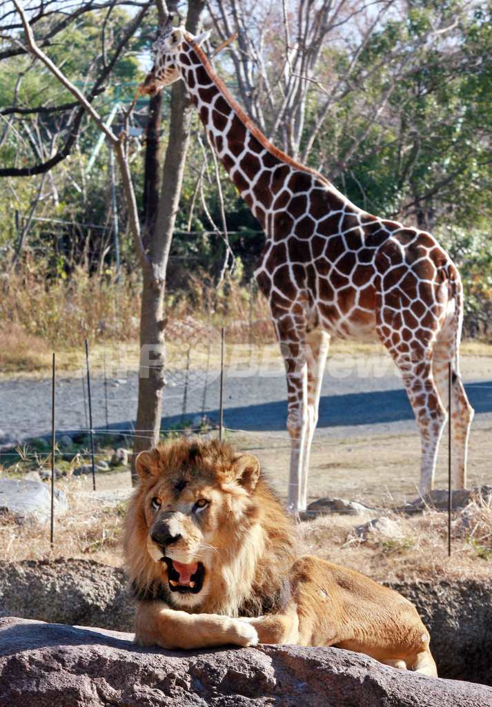 ライオンと草食動物が一緒に サバンナみたいな動物園 大阪 写真2枚 国際ニュース Afpbb News