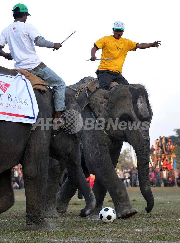 鼻先でゴール決めるぞ！ゾウの祭典でサッカー大会 ネパール