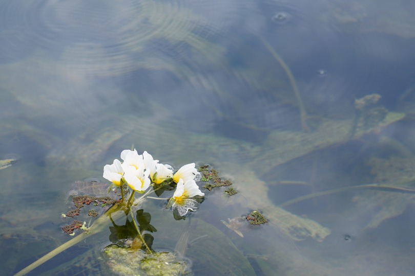 澄江の水面に咲く海菜花が満開に 広西チワン族自治区 写真9枚 国際ニュース Afpbb News
