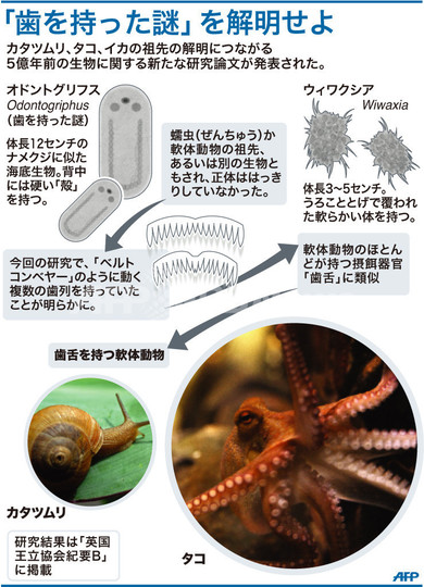 5億年前の「歯を持った謎」、カタツムリの祖先の近縁種か 研究 5億年前の「歯を持った謎」、カタツムリの祖先の近縁種か 研究