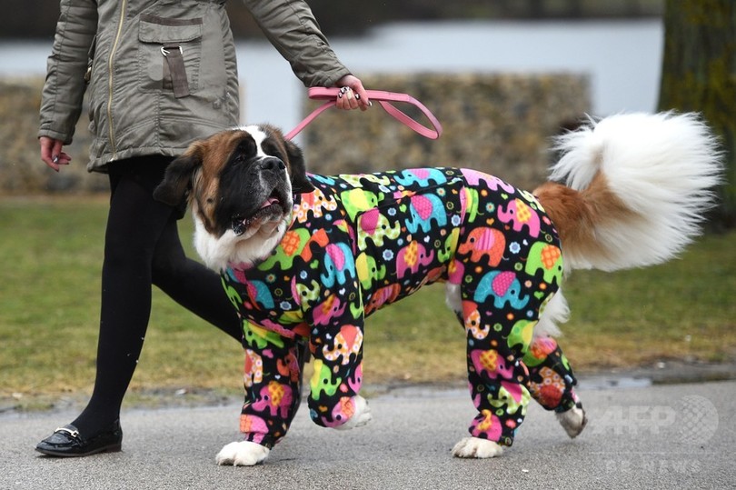 ワンちゃん大集合 世界最大のドッグショー開幕 英 写真枚 国際ニュース Afpbb News