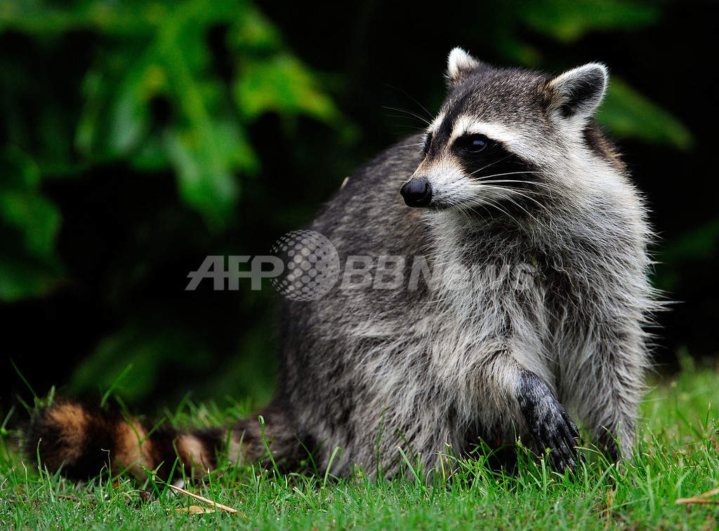 臓器ドナーと患者、アライグマ媒介の狂犬病で死亡 米医学誌 臓器ドナーと患者、アライグマ媒介の狂犬病で死亡 米医学誌