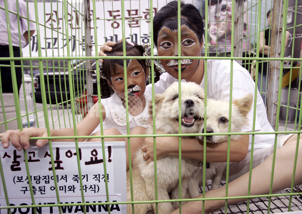 犬を食べる食習慣に反対 韓国の動物愛護活動家ら 写真3枚 国際ニュース Afpbb News