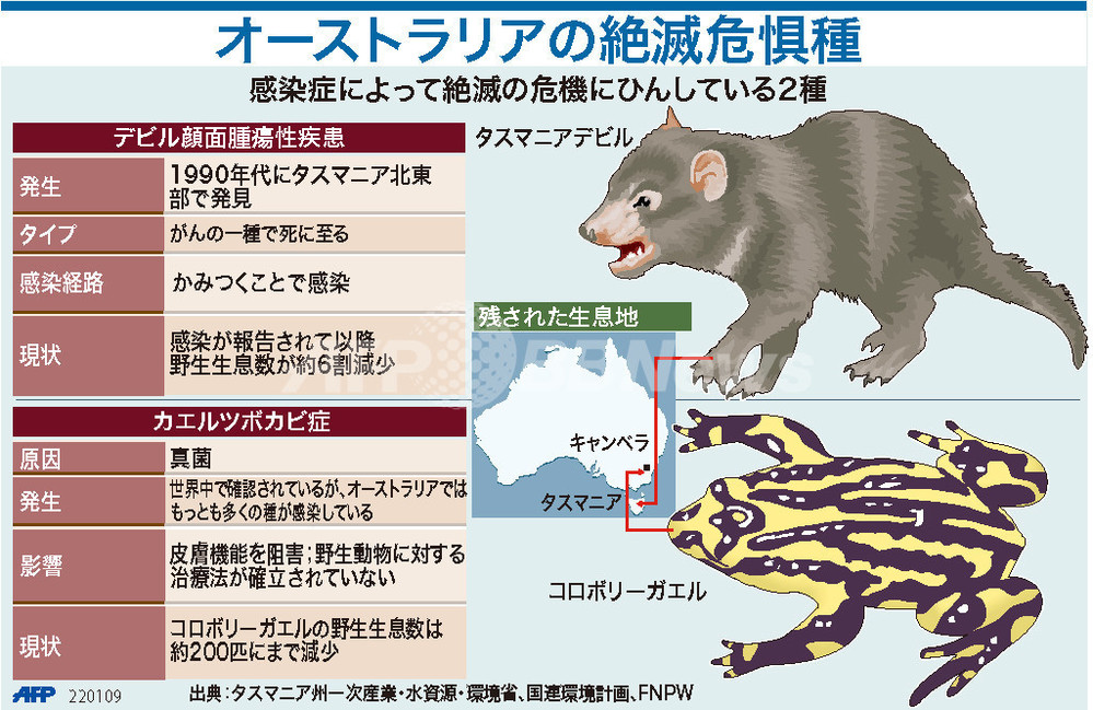 図解】オーストラリアの絶滅危惧種 写真1枚 国際ニュース：AFPBB News