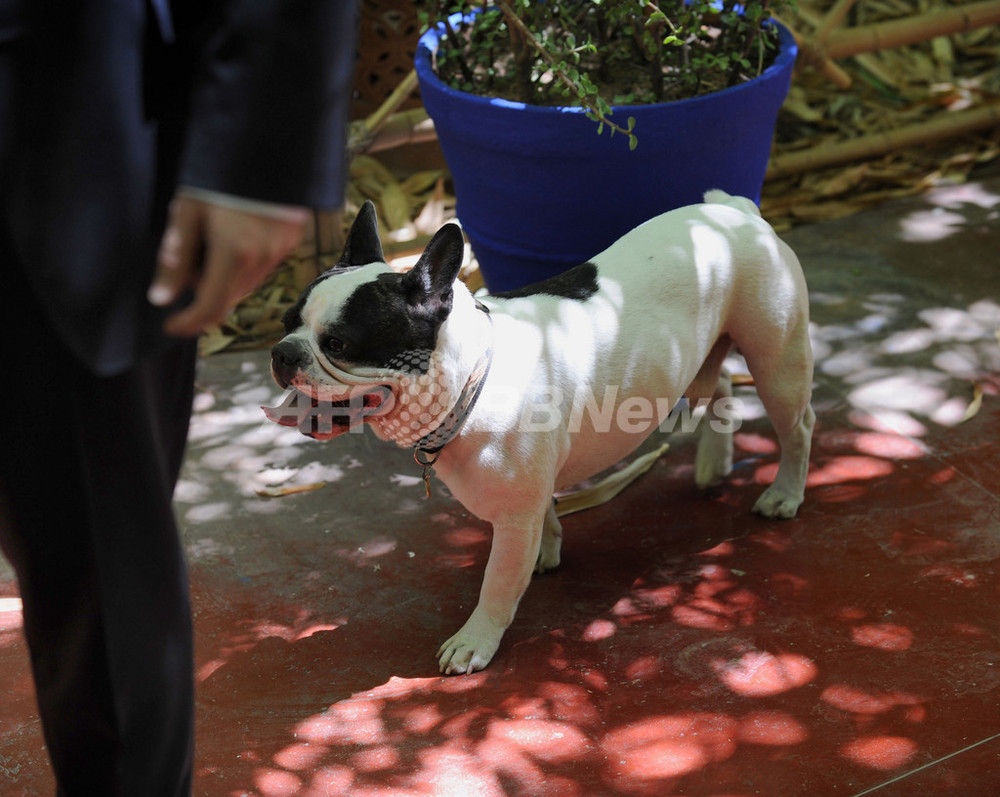 愛犬も参列、サンローラン氏の遺灰モロッコへ 写真5枚 国際ニュース：AFPBB News