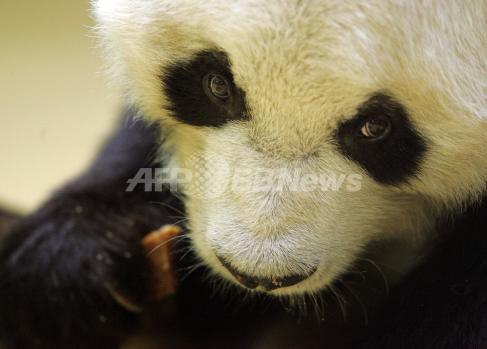 北京動物園の凶暴パンダ またまたガブリ これで3度目 写真1枚 国際ニュース Afpbb News