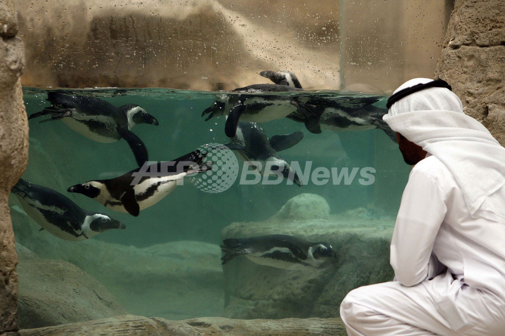 英国からやってきたクウェート初のケープペンギン 写真2枚 国際