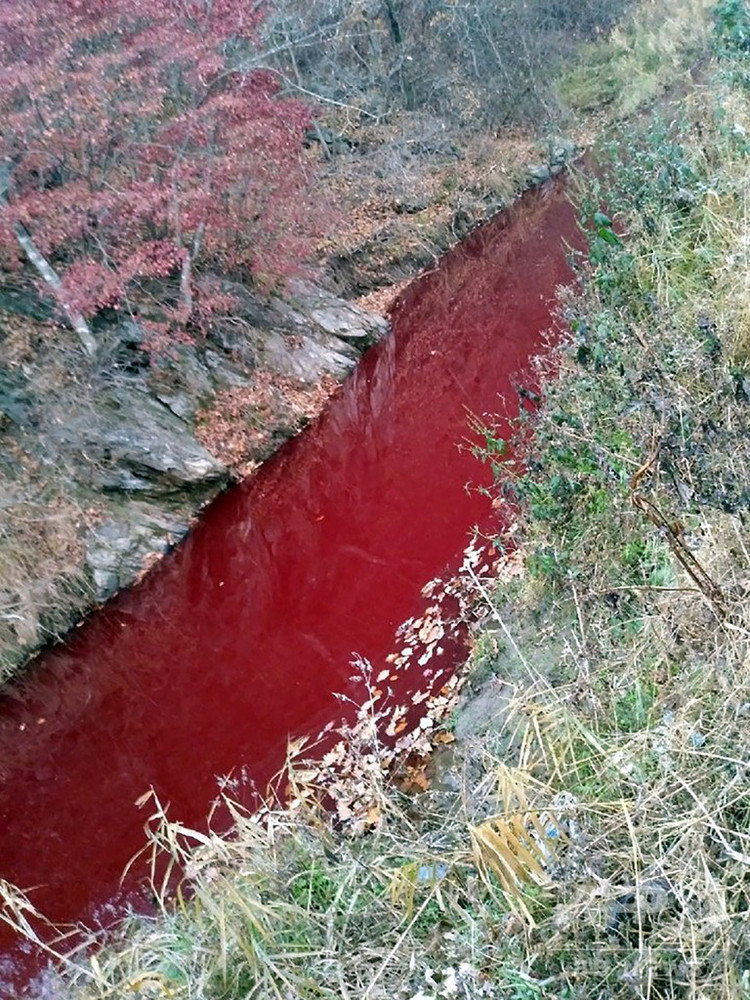 アフリカ豚コレラ 殺処分の血で川が赤く染まる 韓国 写真6枚 国際ニュース Afpbb News