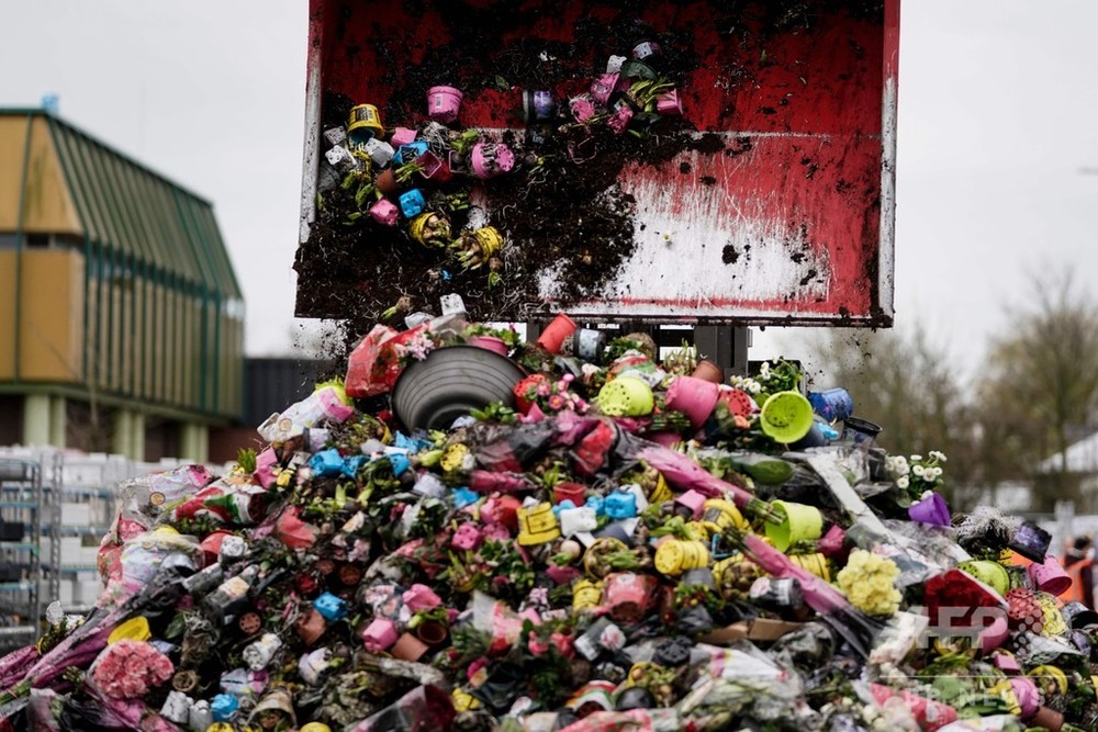 新型コロナでしぼむ花需要 廃棄迫られる生産者たち オランダ 写真17枚 国際ニュース Afpbb News