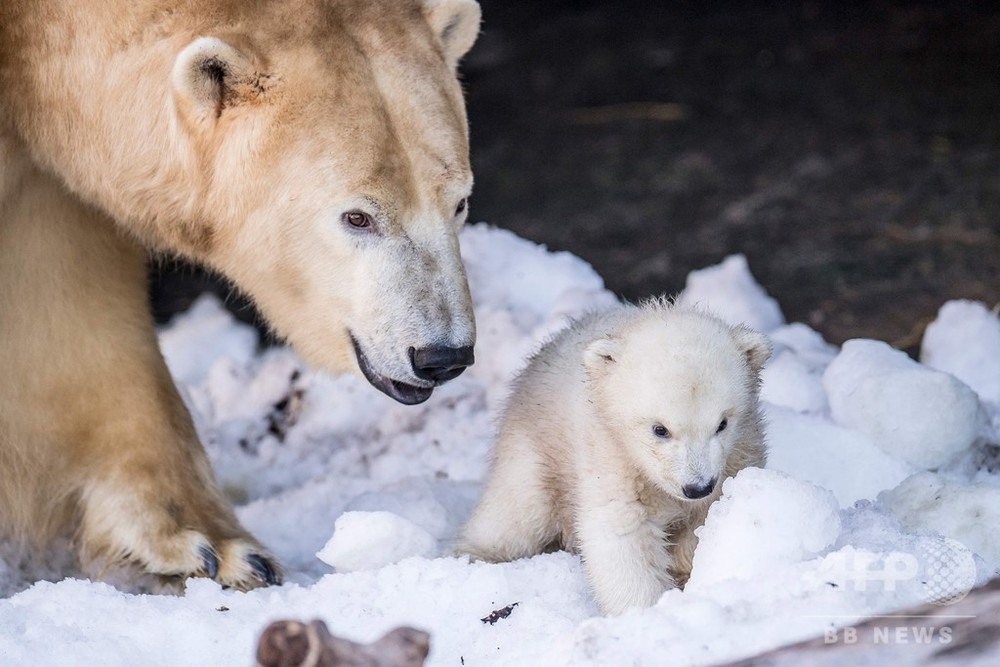 初めての外遊びにドキドキ、ホッキョクグマの赤ちゃん デンマーク 写真8枚 国際ニュース：AFPBB News