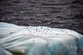 北極海のフランツヨシフ諸島沖の氷山（2021年8月16日撮影）。(c)Ekaterina ANISIMOVA / AFP