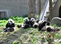 仲良くエサを食べるパンダの子どもたち（2019年4月23日撮影）。(c)CNS/安源