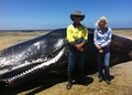 豪サウスオーストラリア（South Australia）州の海辺に打ち上げられたマッコウクジラの死骸の前に立つ、同州環境天然資源省の職員（2014年12月8日撮影）。(c)AFP/South Australian Department of Environment, Water and Natural Resources