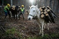 ブルガリア・テテベン近郊の山中でまきを運ぶ馬（2022年12月8日撮影）。(c)Nikolay DOYCHINOV / AFP