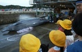千葉県南房総市の和田漁港で、クジラの解体作業を見学する子どもたち（2004年7月12日撮影）。(c) Kazuhiro NOGI / AFP