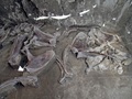 メキシコ中部トゥルテペックで発見されたマンモスの骨。メキシコ国立人類学歴史学研究所（INAH）提供（2019年11月6日公開）。(c)AFP PHOTO / INAH