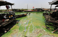 写真は中国南部安徽（Anhui）省合肥（Hefei）で、工場の排水により藻が異常発生した巣湖（Chaohu Lake）。

中国各地の淡水湖では、今年も藻が大発生している。主な原因は処理されないまま排出される汚水に含まれる高濃度の窒素だ。中国のほかの環境問題同様、過去20年間の猛烈な経済成長にともない水質汚染も深刻化している（2009年6月19日撮影）。(c)AFP