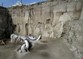 メキシコ中部トゥルテペックで発見されたマンモスの骨。メキシコ国立人類学歴史学研究所（INAH）提供（2019年11月6日公開）。(c)AFP PHOTO / INAH
