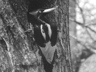 米、世界最大級のキツツキ含め23種の絶滅発表