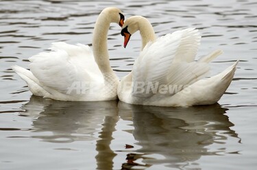 ハート」をつくる2羽の白鳥、ドイツ 写真1枚 国際ニュース：AFPBB News