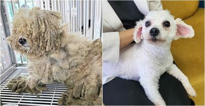 ゴミのように捨てられた犬が“ぬいぐるみ”に変身するまで…韓国・違法繁殖の闇から救出