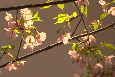 北京玉淵潭公園の温室で屋外より2カ月早く 早咲き桜が開花