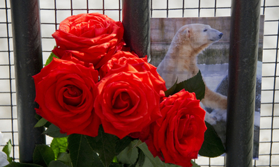 クヌートの検視始まる、死を惜しむファンの声やまず ベルリン