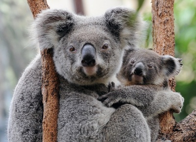 何者かがユーカリの森伐採、コアラ数十匹を安楽死 豪州
