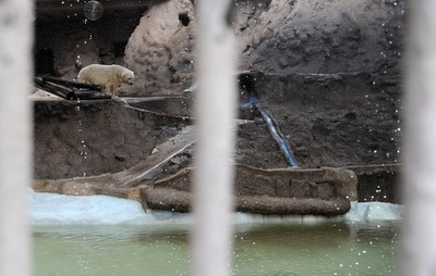 悲しみに暮れるホッキョクグマ、カナダ移住に回復の望み