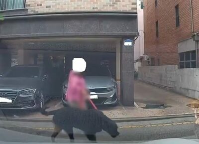 ソウル・口輪なしで猛犬を散歩…保育施設近く、住民が不安訴え