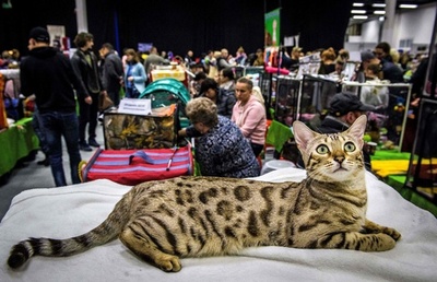 世界のニャンコ大集合、ロシアの国際キャットショー