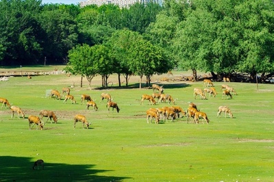シフゾウの遺伝問題に進展 北京で初の海外個体群の研究を実施