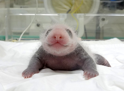 【今日の1枚】うつぶせから、こんにちは!