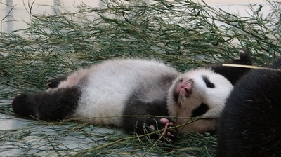 台湾生まれのパンダの赤ちゃん、もうすぐ誕生2か月